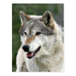 Wolf Postkarte