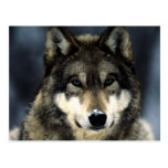 Wolf Postkarten