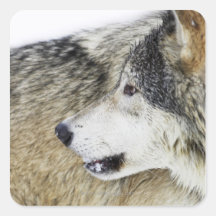 Wolf Stickers
