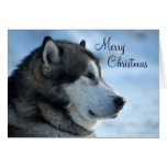 Wolf-Weihnachtskarte - frohe Weihnachten