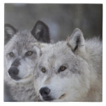 Wölfe (Canus Lupus) von WestYellowstone. Dieses Fliese