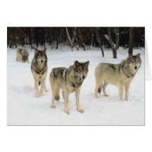 Wolfsrudel Grußkarte