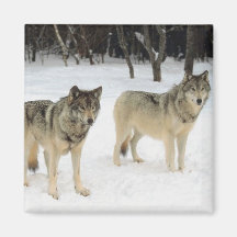 Wolfsrudel Magnete