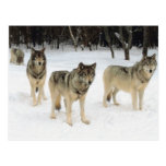 Wolfsrudel Postkarten