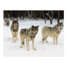 Wolfsrudel Postkarten