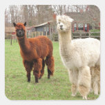 Wolliger Lamas ~ Aufkleber
