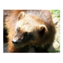 Wolverine Wens Kaart