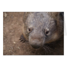 Wombat Kuss Karte