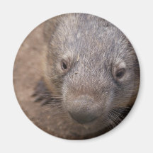 Wombat Kuss Kühlschrankmagnete