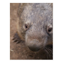 Wombat Kuss Postkarte