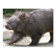 Wombat Postkarten