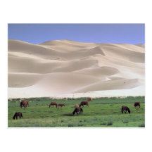 Wüste Asiens, Mongolei, Gobi. Wilde Pferde Postkarte