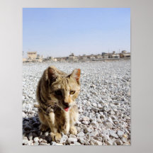 Wüsten-Katze Posterdrucke