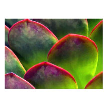 WüsteSucculent im hellen Sonnenschein und im Schat Individuelle Ankündigung