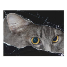 Xena Peekaboo Postkarte