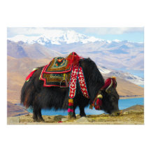 YakBos Grunniens nahe Yamdrok See Tibet Ankündigungskarten