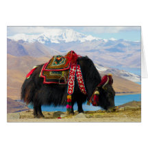 YakBos Grunniens nahe Yamdrok See Tibet Karten