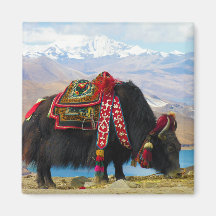 YakBos Grunniens nahe Yamdrok See Tibet Kühlschrankmagnet
