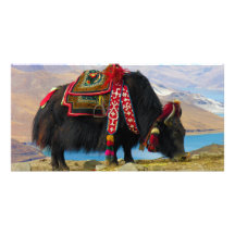 YakBos Grunniens nahe Yamdrok See Tibet Photokarte