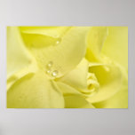 YellowRose Plakat