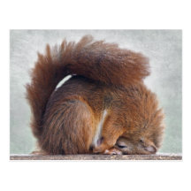 Yoga-Eichhörnchen-Postkarte