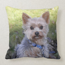 Yorkie mit blauem Kragen Zierkissen