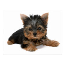 Yorkie Welpe Postkarte