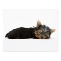 Yorkie Welpen-Schlafen Postkarte