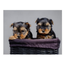 Yorkies Postkarten