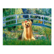 Yorkshire Terrier 1 - Brücke Postkarte