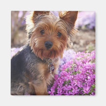 Yorkshire Terrier Kühlschrankmagnet