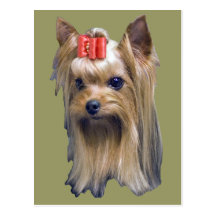 Yorkshire Terrier Postkarte