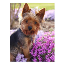 Yorkshire Terrier Postkarten