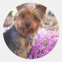 Yorkshire Terrier Stickers