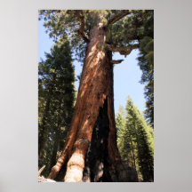 Yosemite-Mammutbaum-Farbfoto-Plakatdruck