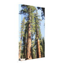 Yosemite-Mammutbaumbaum-Farbfoto-Leinwanddruck