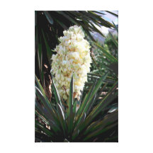 Yucca Gespannte Galerie Drucke