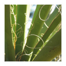 Yucca verlässt abstrakte Leinwand zu drucken Leinwanddruck