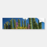 Zacken Sie viele Pflanzen, Sonoran Wüste, Arizona- Auto Sticker