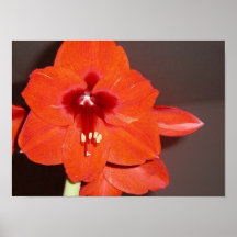 Zacks Blume Posterdrucke