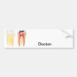 Zahn-Anatomie Autosticker