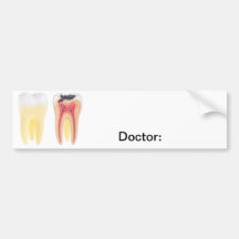 Zahn-Anatomie Autosticker