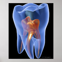 Zahn, transparenter Querschnitt eines Molars Posterdruck
