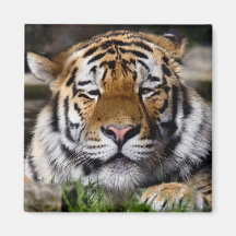 Zambar Tiger-Magnet Kühlschrankmagnete