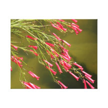 zarte rosa blüten leinwanddrucke