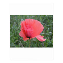 Zarte rote Mohnblume Postkarten