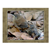 Zaunkönig-Vogelbaby-Postkarte