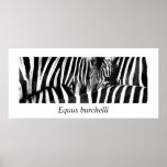 Zebra #2-Poster