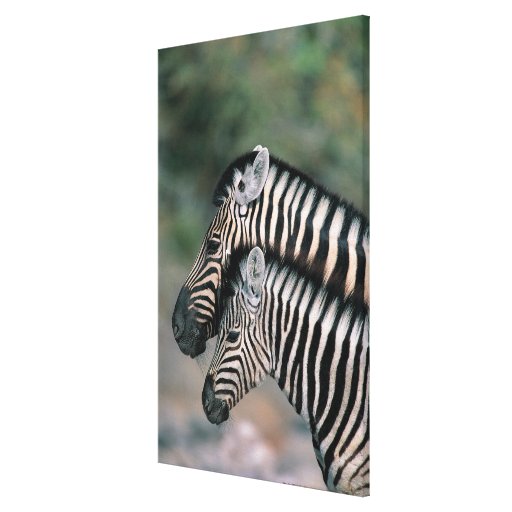 Zebra (Equus burchelli), Etosha Nationalpark, Galerie Falt Leinwand
