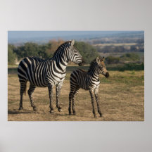 Zebra-Fohlen und Mutter-Plakat